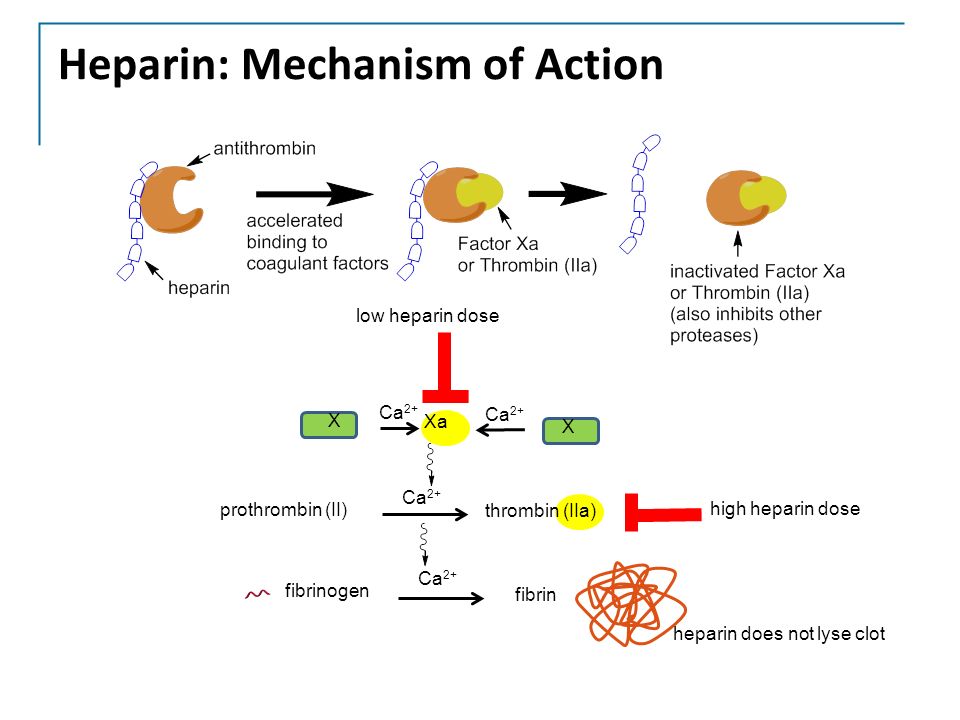 10 Heparin: Mechanism of Action X Xa Ca 2+ X fibrinogen fibrin Ca 2+ prothrombin (II) thrombin (IIa) Ca 2+ low heparin dose high heparin dose heparin does ...