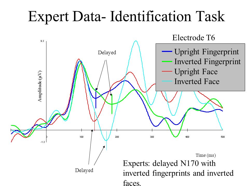 Expert Data- Identification Task Amplitude (µV) Time (ms) Upright Fingerprint Inverted Fingerprint Upright Face Inverted Face Delayed Experts: delayed N170 with inverted fingerprints and inverted faces.