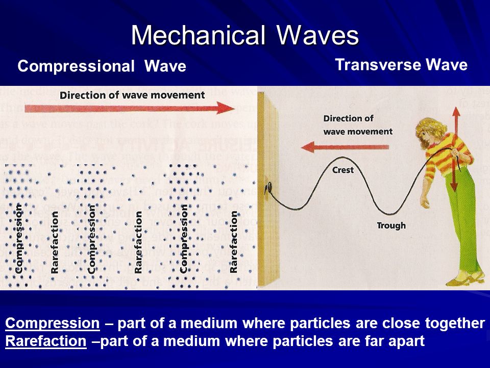 Mechanical Waves Compressional Wave Transverse Wave Compression – part of a medium where particles are close together Rarefaction –part of a medium where particles are far apart