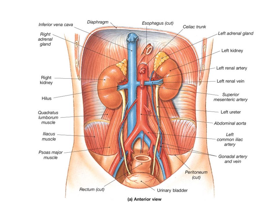 the renal system 2 kidneys 2 ureters transports urine ppt video renal papilla