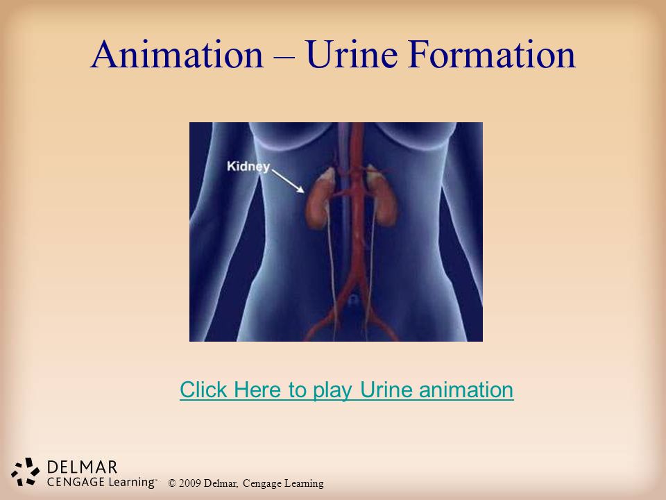 2009 Delmar, Cengage Learning Chapter 20 Urinary/Excretory System. - ppt  download