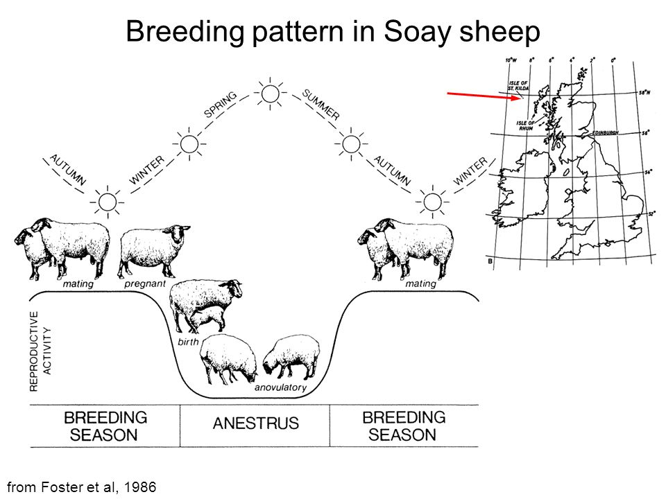 Breeding pattern in Soay sheep from Foster et al, 1986
