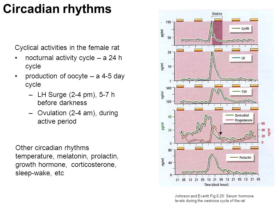 Circadian rhythms Cyclical activities in the female rat nocturnal activity cycle – a 24 h cycle production of oocyte – a 4-5 day cycle –LH Surge (2-4 pm), 5-7 h before darkness –Ovulation (2-4 am), during active period Johnson and Everitt Fig 6.25: Serum hormone levels during the oestrous cycle of the rat Other circadian rhythms temperature, melatonin, prolactin, growth hormone, corticosterone, sleep-wake, etc