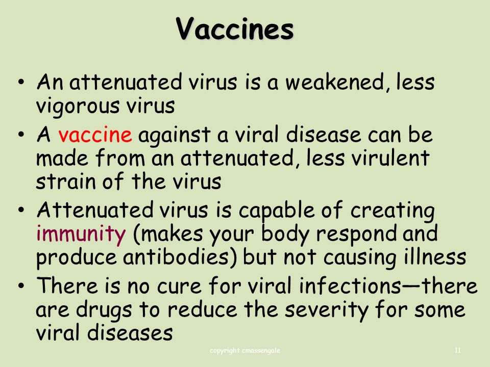 11 Vaccines An attenuated virus is a weakened, less vigorous virus A vaccine against a viral disease can be made from an attenuated, less virulent strain of the virus Attenuated virus is capable of creating immunity (makes your body respond and produce antibodies) but not causing illness There is no cure for viral infections—there are drugs to reduce the severity for some viral diseases copyright cmassengale