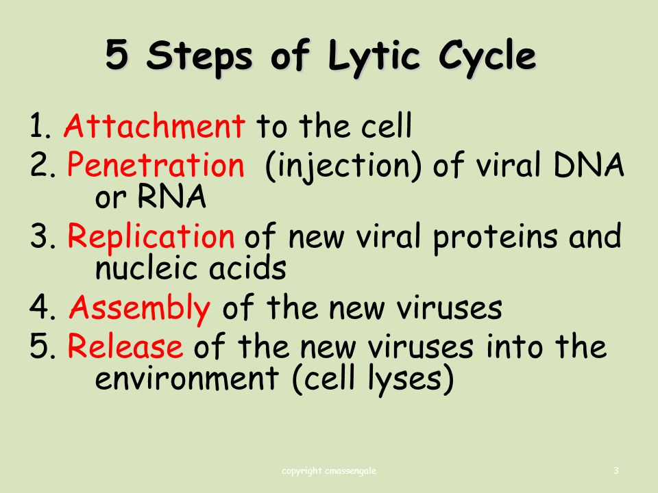 3 5 Steps of Lytic Cycle 1. Attachment to the cell 2.