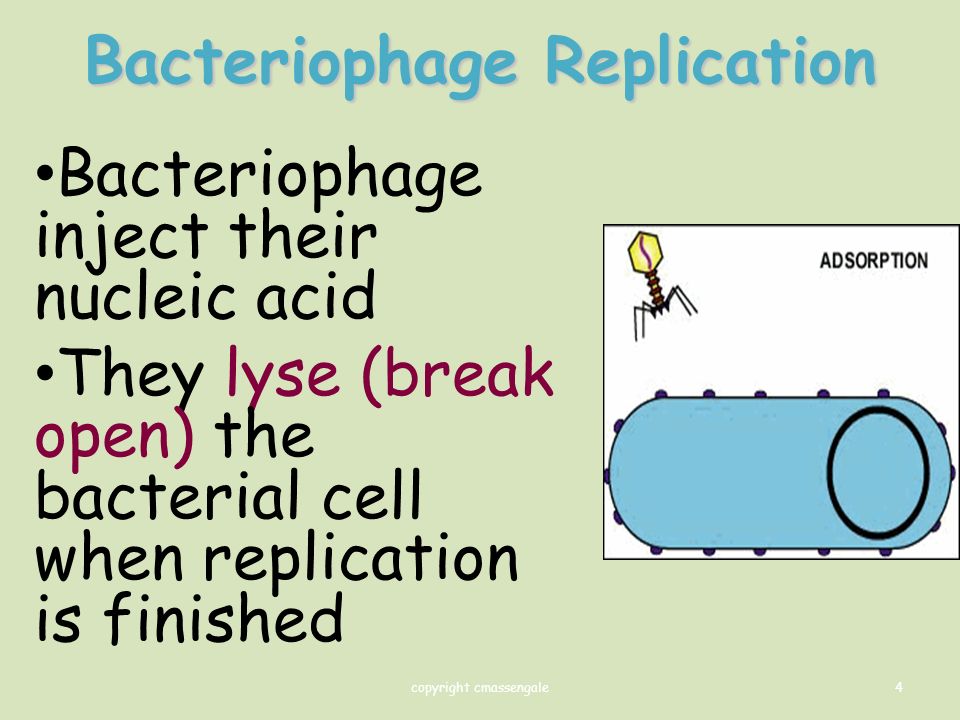 4 Bacteriophage Replication Bacteriophage inject their nucleic acid They lyse (break open) the bacterial cell when replication is finished copyright cmassengale