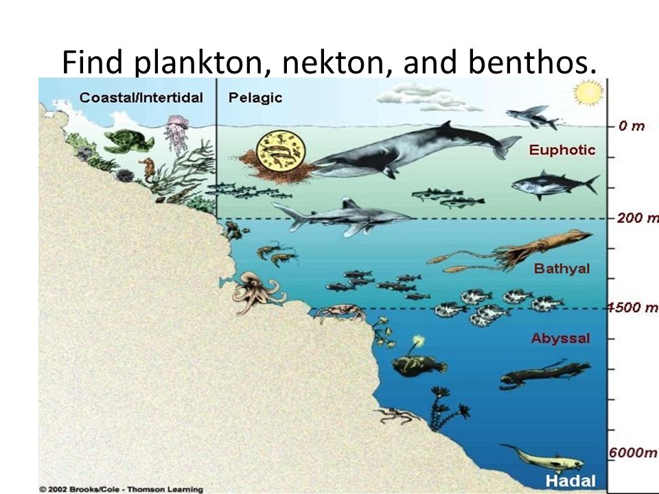 Презентация планктон нектон бентос