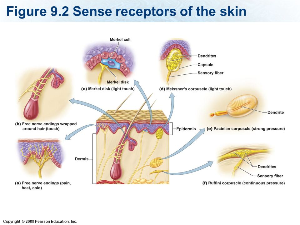 Тест нервная система органы чувств. Sensory receptors. Sensory nervous System. Collecting Duct receptors. 7 Path receptors vs 1 Path receptors.
