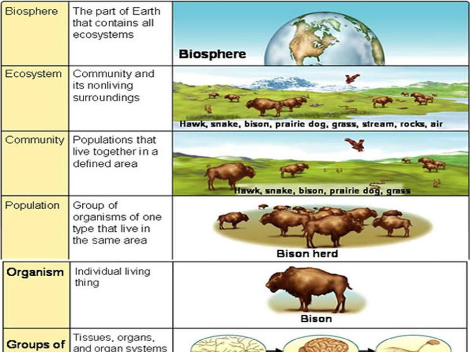 Level of Organization Smallest unit:living organism Next:Population of species Then:Populations of different species live together in community Finally:The community and the abiotic factors together in ecosystem