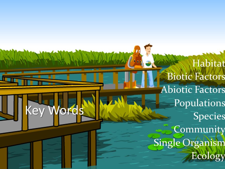 Key Words Habitat Biotic Factors Abiotic Factors Populations Species Community Single Organism Ecology