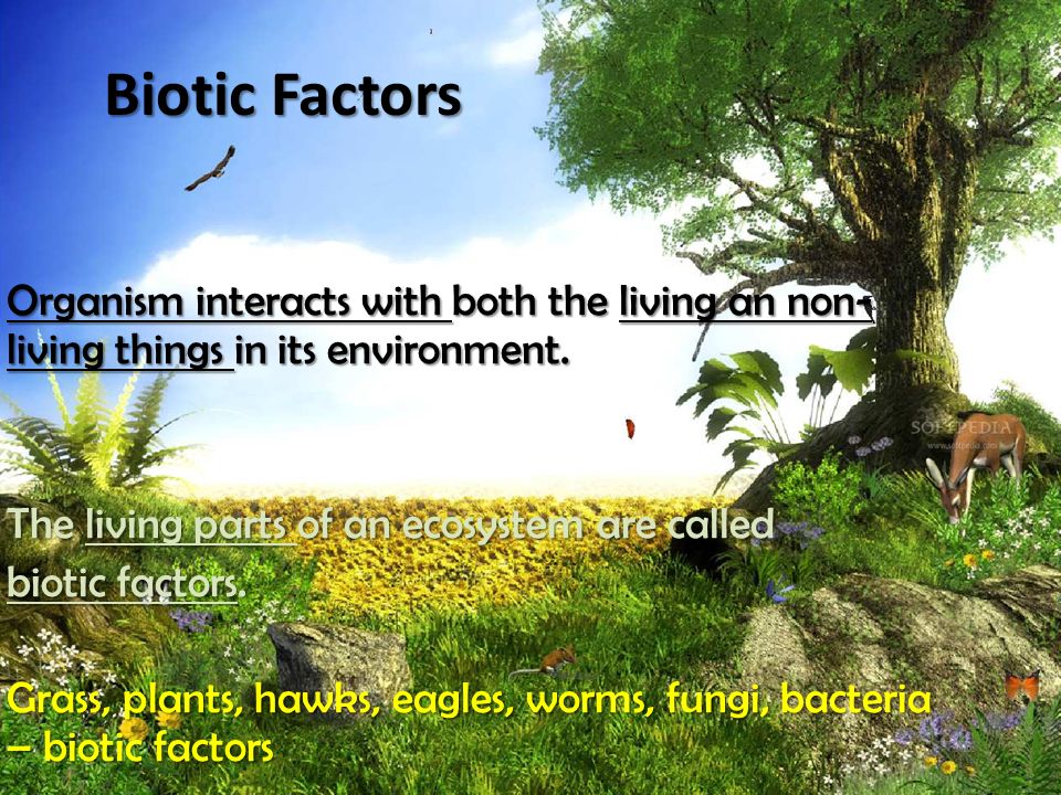 Biotic Factors Organism interacts with both the living an non- living things in its environment.