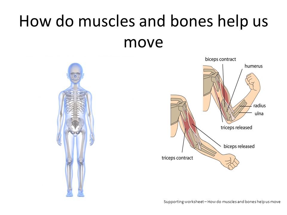 Bones and muscles. Bones and muscles for Kids. Muscles and Joints. Main muscles and Bones.