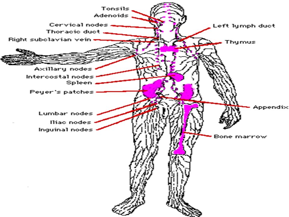 Lymphatic System (immune system) By: Dylan Clay, Billy Guedel, Nick ...