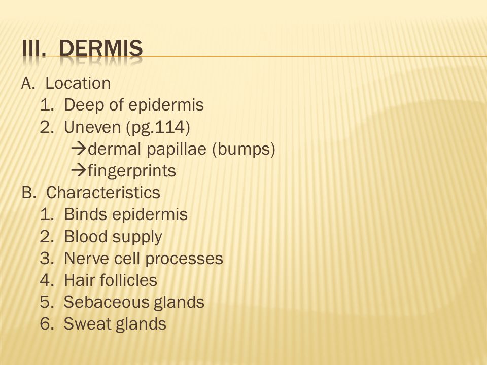 A. Location 1. Deep of epidermis 2. Uneven (pg.114)  dermal papillae (bumps)  fingerprints B.