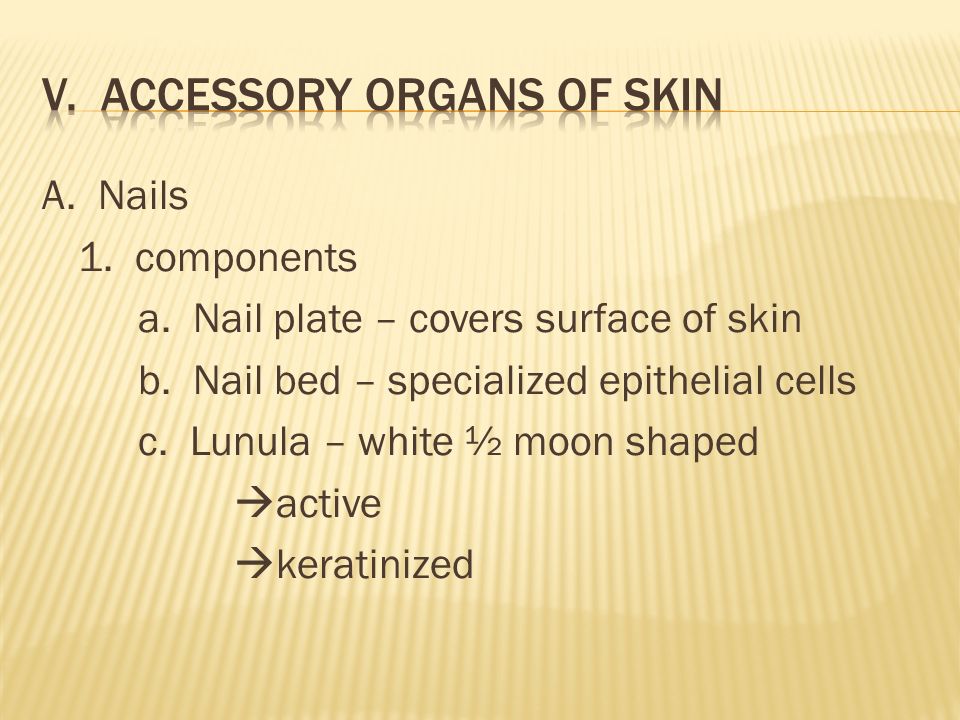 A. Nails 1. components a. Nail plate – covers surface of skin b.