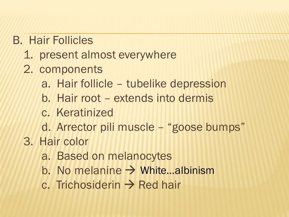 B. Hair Follicles 1. present almost everywhere 2.