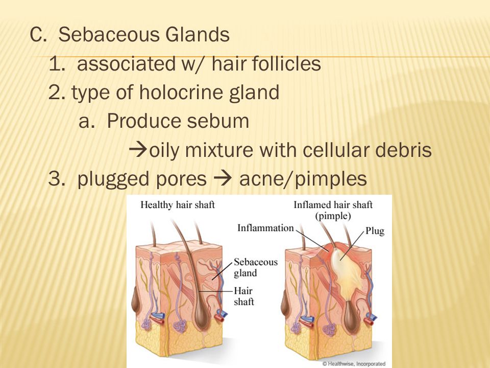 C. Sebaceous Glands 1. associated w/ hair follicles 2.