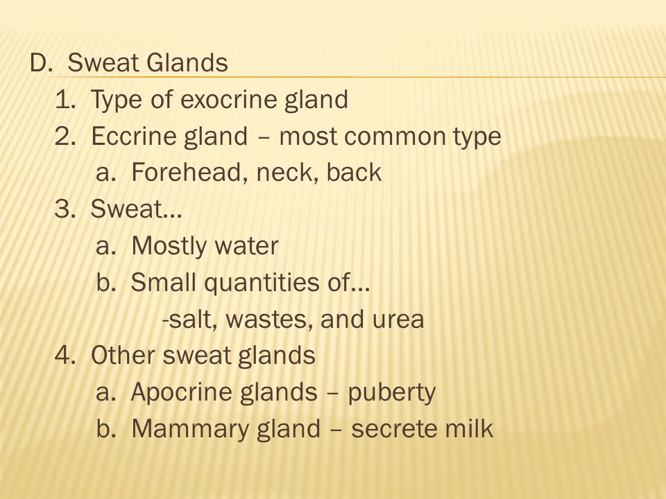 D. Sweat Glands 1. Type of exocrine gland 2. Eccrine gland – most common type a.