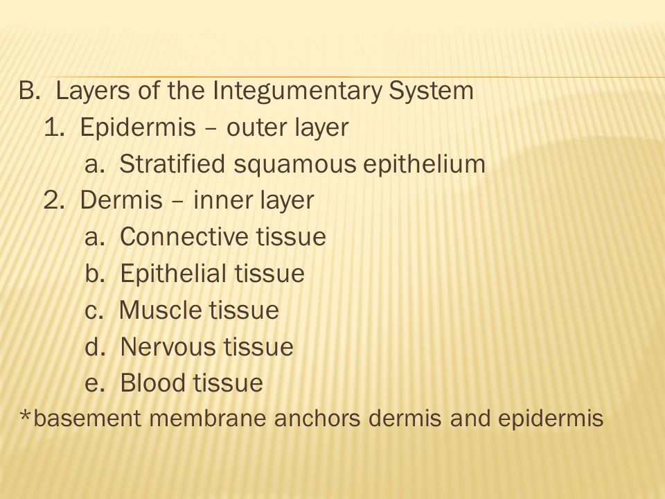 B. Layers of the Integumentary System 1. Epidermis – outer layer a.