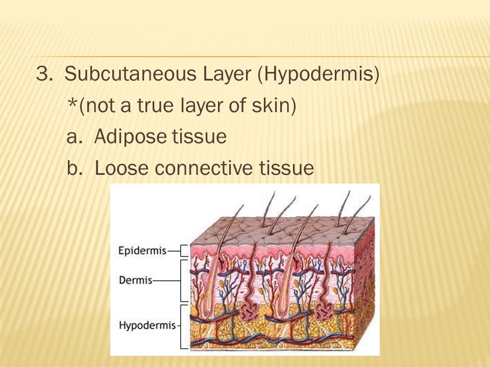 3. Subcutaneous Layer (Hypodermis) *(not a true layer of skin) a.