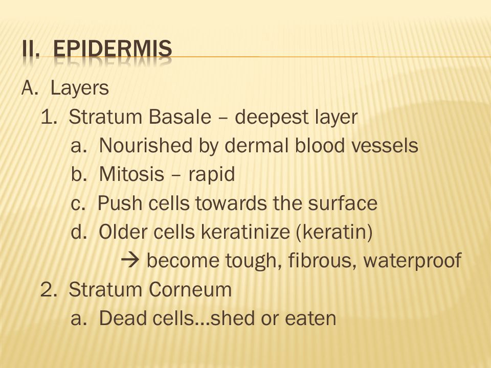 A. Layers 1. Stratum Basale – deepest layer a. Nourished by dermal blood vessels b.
