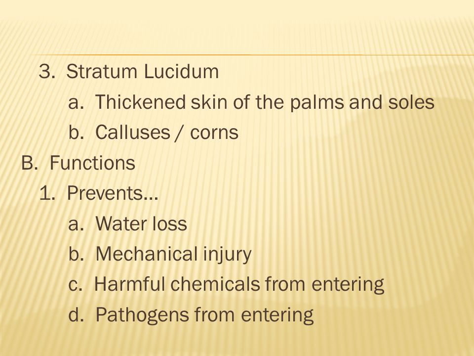 3. Stratum Lucidum a. Thickened skin of the palms and soles b.