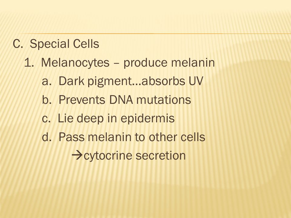 C. Special Cells 1. Melanocytes – produce melanin a.
