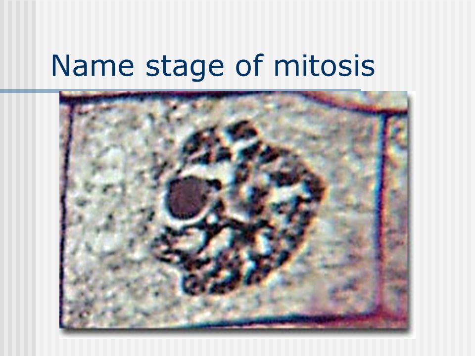 Mitosis quiz Use two words to describe the importance of mitosis Draw and label the cell cycle…include G1, S, G2, M and cytokinesis…what happens at each stage.
