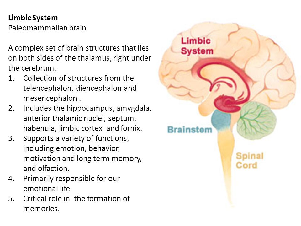 Limbic System Paleomammalian brain A complex set of brain structures that lies on both sides of the thalamus, right under the cerebrum.