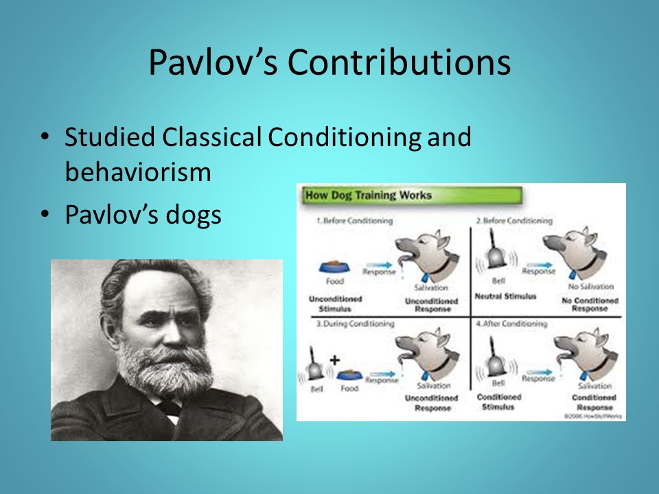 Pavlov’s Contributions Studied Classical Conditioning and behaviorism Pavlov’s dogs