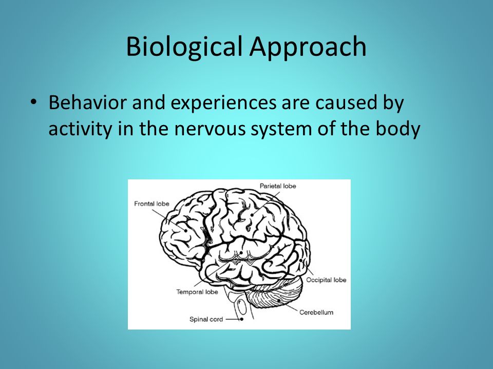 Biological Approach Behavior and experiences are caused by activity in the nervous system of the body