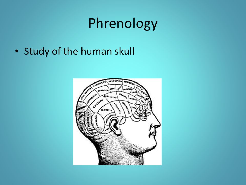 Phrenology Study of the human skull