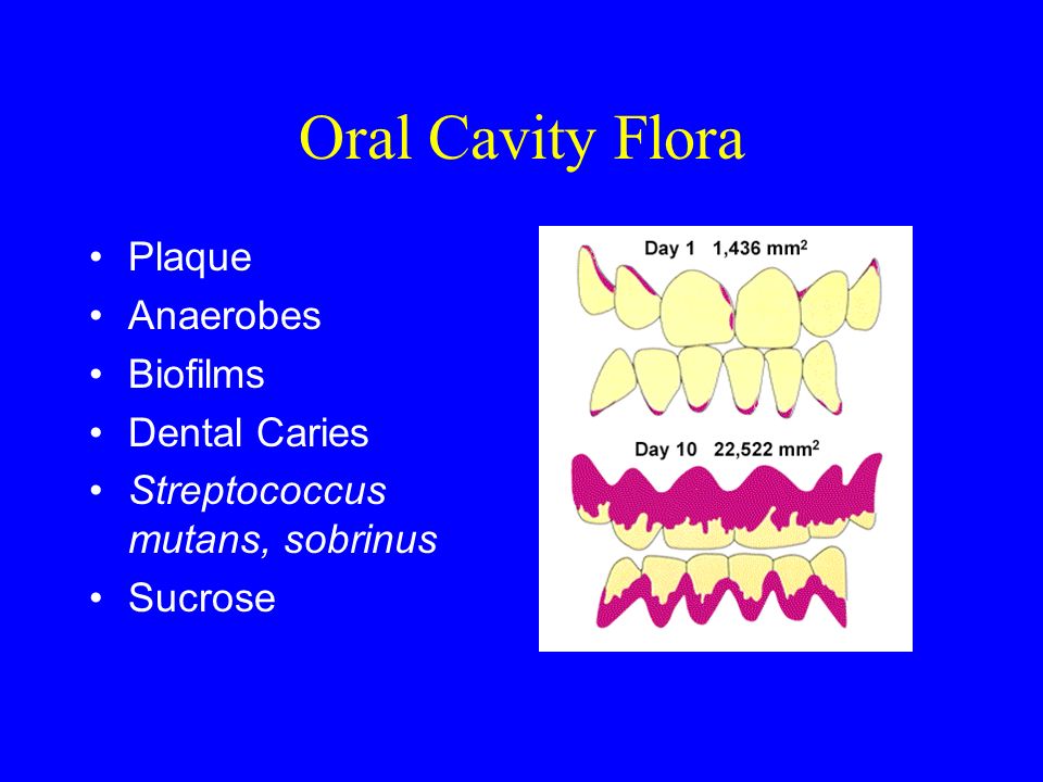 normal microbial flora of oral cavityको लागि तस्बिर परिणाम