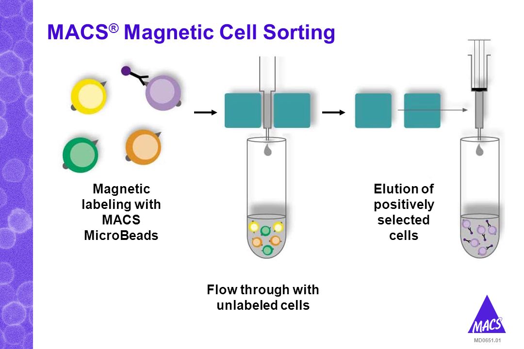 Magnetic isolation of cells & molecules with MACS ® Technology. - ppt  download