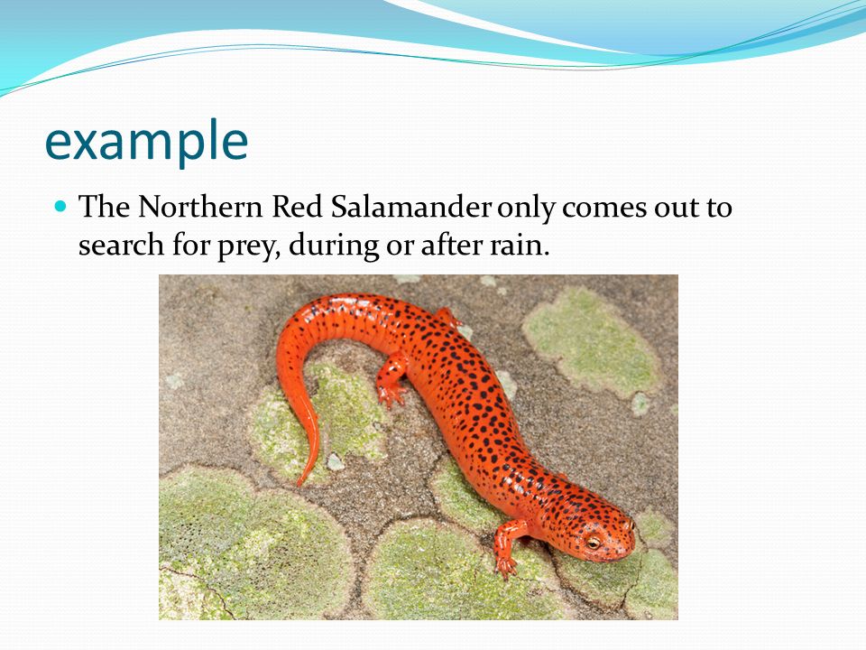 example The Northern Red Salamander only comes out to search for prey, during or after rain.