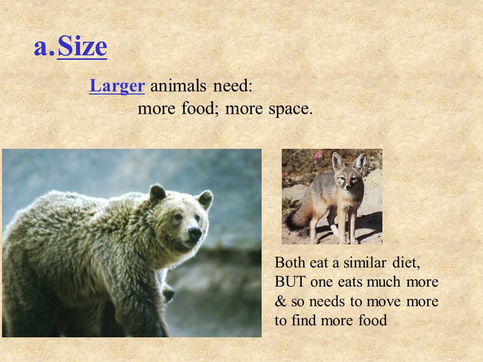 a.Size Both eat a similar diet, BUT one eats much more & so needs to move more to find more food Larger animals need: more food; more space.