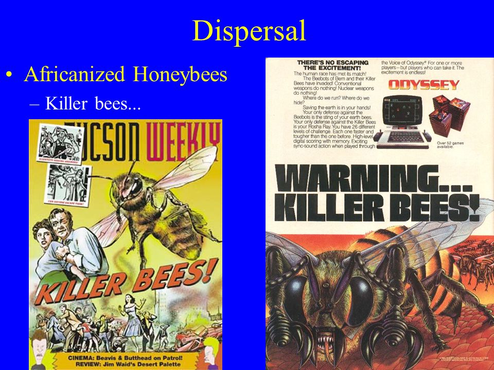 Dispersal Africanized Honeybees –Killer bees...