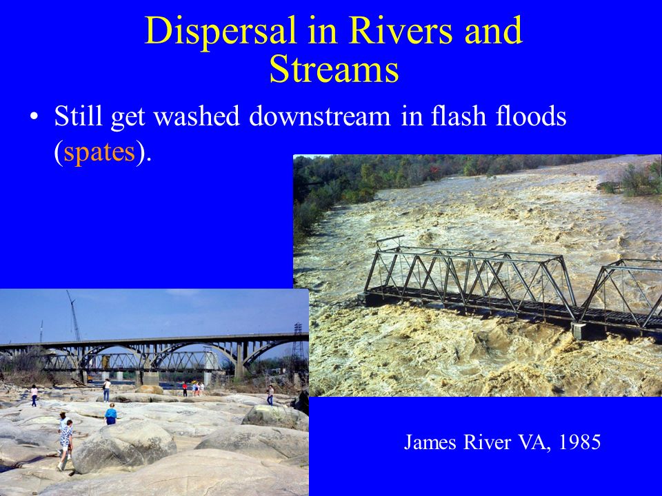 Dispersal in Rivers and Streams Still get washed downstream in flash floods (spates).