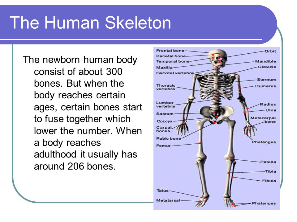 Human topic. Строение скелета на английском. Кости скелета на английском языке. Скелет с подписями на английском. Скелет человека анатомия на английском.