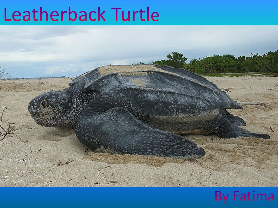 The leatherback turtle can be found in the Atlantic, Pacific and Indian ...