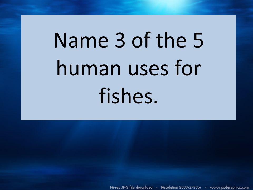 Name 3 of the 5 human uses for fishes.