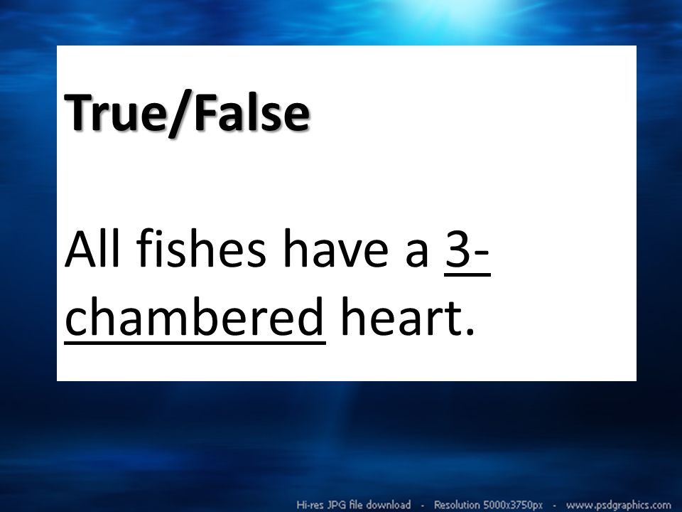 True/False True/False All fishes have a 3- chambered heart.