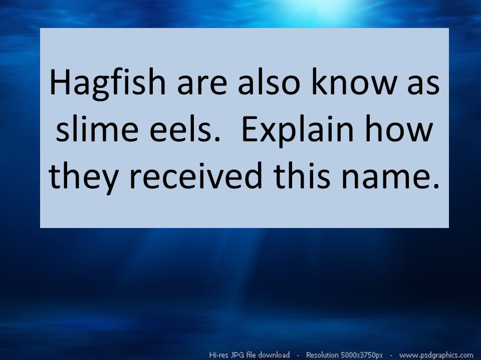 Hagfish are also know as slime eels. Explain how they received this name.