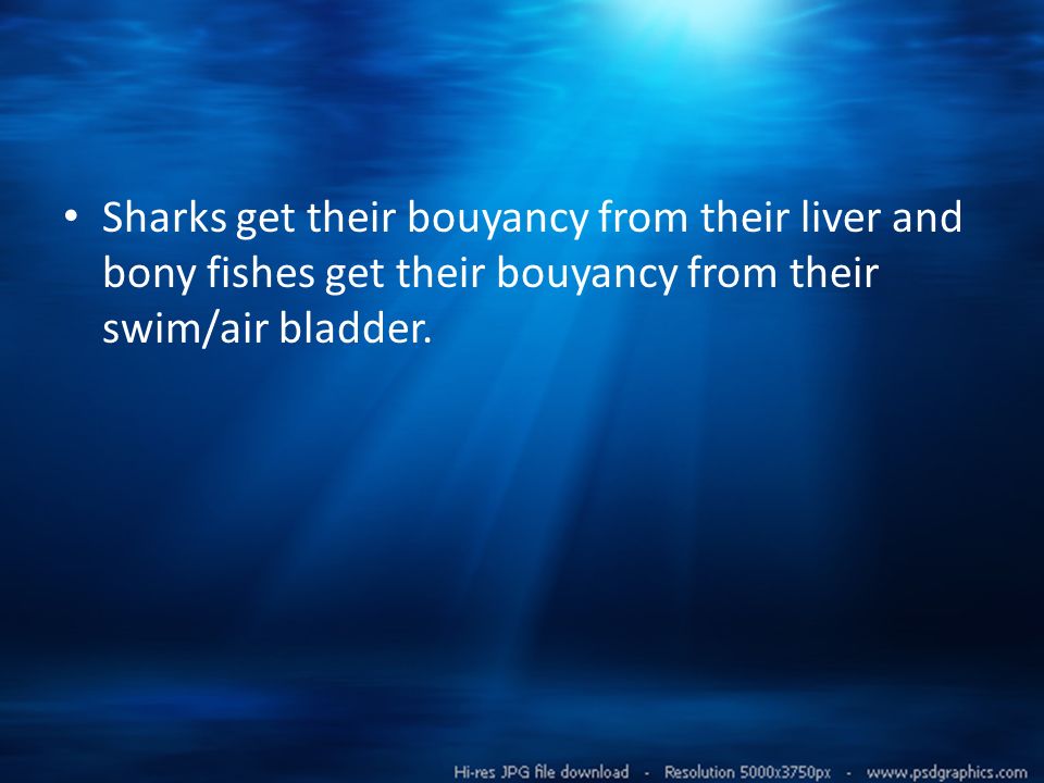 Sharks get their bouyancy from their liver and bony fishes get their bouyancy from their swim/air bladder.