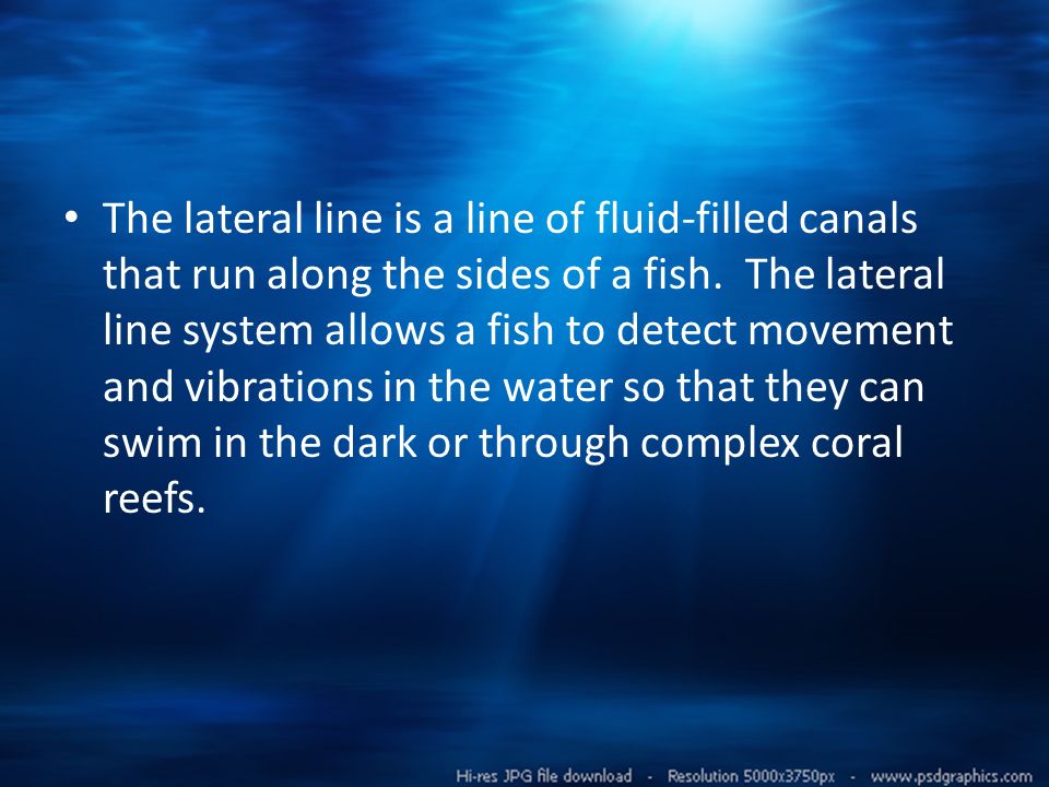 The lateral line is a line of fluid-filled canals that run along the sides of a fish.