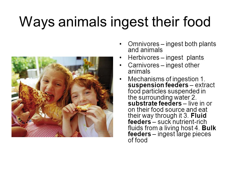 Nutrition and Digestion. Ways animals ingest their food Omnivores – ingest  both plants and animals Herbivores – ingest plants Carnivores – ingest  other. - ppt download
