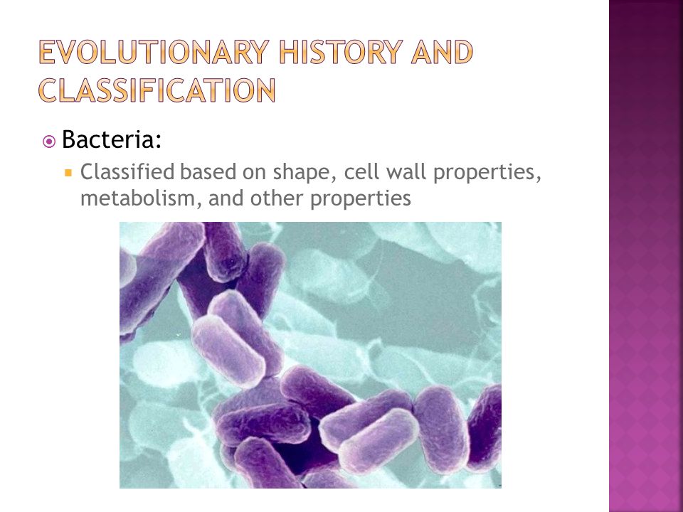  Bacteria:  Classified based on shape, cell wall properties, metabolism, and other properties