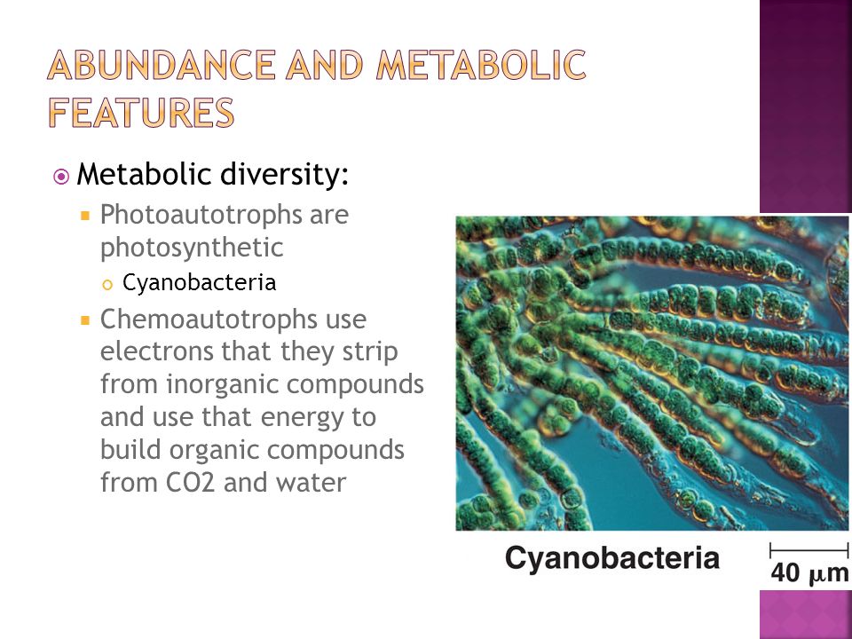  Metabolic diversity:  Photoautotrophs are photosynthetic Cyanobacteria  Chemoautotrophs use electrons that they strip from inorganic compounds and use that energy to build organic compounds from CO2 and water