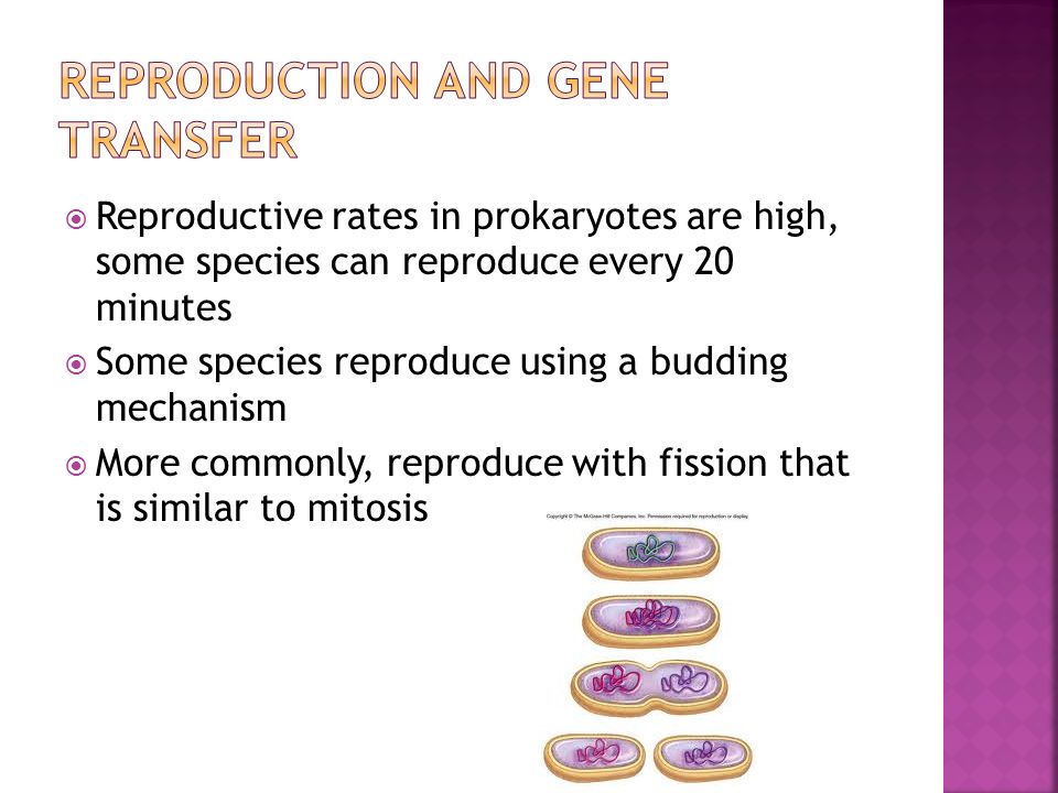  Reproductive rates in prokaryotes are high, some species can reproduce every 20 minutes  Some species reproduce using a budding mechanism  More commonly, reproduce with fission that is similar to mitosis