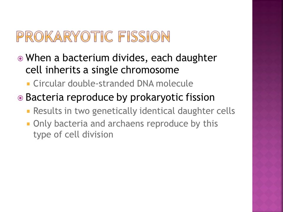  When a bacterium divides, each daughter cell inherits a single chromosome  Circular double-stranded DNA molecule  Bacteria reproduce by prokaryotic fission  Results in two genetically identical daughter cells  Only bacteria and archaens reproduce by this type of cell division